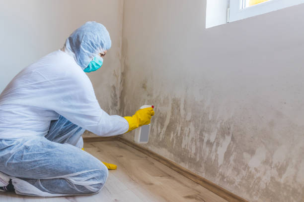 Licensed Mold Inspection service in Springfield, MI - WQB Mold Removal