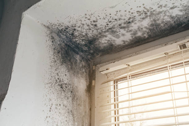Affordable Mold Inspection solutions in Springfield, MI