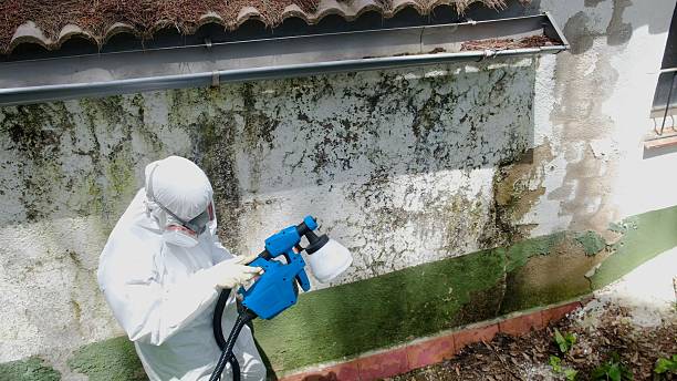 Top rated local Mold Inspection specialists in Springfield, MI